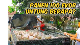Panen Ayam Broiler 100 Ekor - Untung Atau Rugikah?
