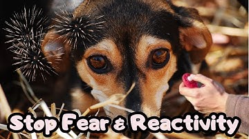 Desensitization & Counterconditioning - Fearful & Reactive Dogs