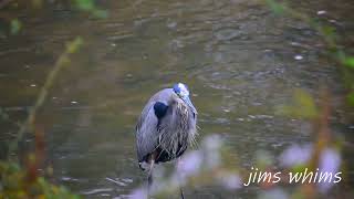 Bird Tales: Music Your Love by Yung Logos #herons #nature