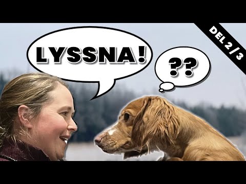 Video: Varför morrade min hund mot mig?