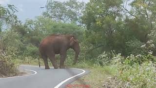 Encounter with Wild Elephant at Baralikaadu