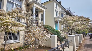 London Spring Walk 2024  Swiss Cottage Cherry Blossoms to Belsize Park & Hampstead Village [4K]