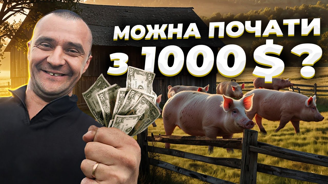 Бізнес на свинях в Україні: міфи, реалії та перші гроші
