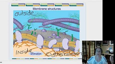 cytoskeleton and ECM