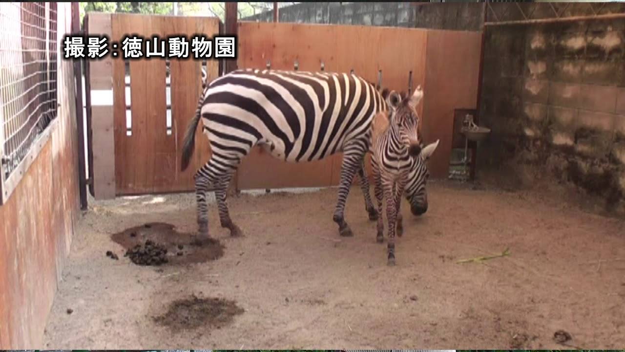 ツヨシのゴー！ＧＯ！動物園 vol 49 グラントシマウマ