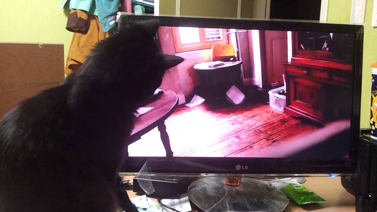 my cat watching cat video! YouTube