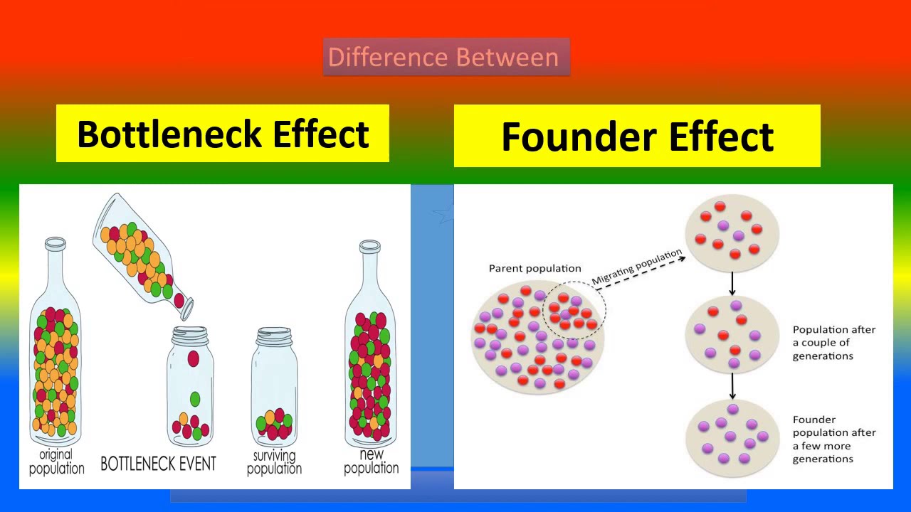 Deriva genética: efecto fundador, cuello de botella y selección natural