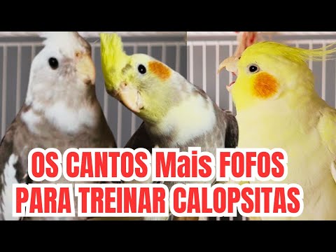 CANTO de CALOPSITA