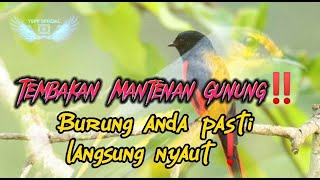 Mantenan Gunung Speed Sangat Rapat || Sangat Cocok Untuk Masteran Burung Anda‼️‼️