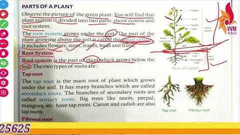 CLASS 4 CHAP 6 WORLD OF PLANTS PART I