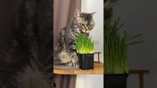 Зачем кошке трава?