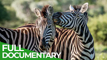 Wildlife Stories: Love is in the Wild | SPECIAL | Free Documentary Nature