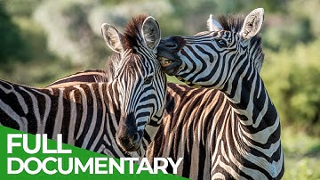 Wildlife Stories: Love is in the Wild | SPECIAL | Free Documentary Nature