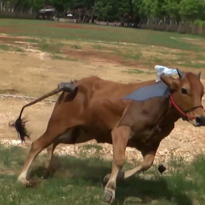 Karapan Sapi Tim Ancaman.