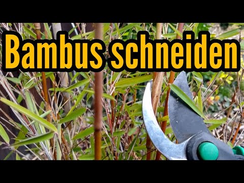 Video: Wie schneide ich zu Hause Bambus?