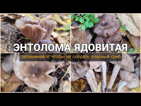 Video: Poisonous Entoloma: larawan at paglalarawan ng fungus
