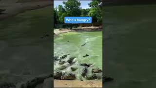 COMING TO EAT 🐊 #food #hungry #alligator #shoutoutot