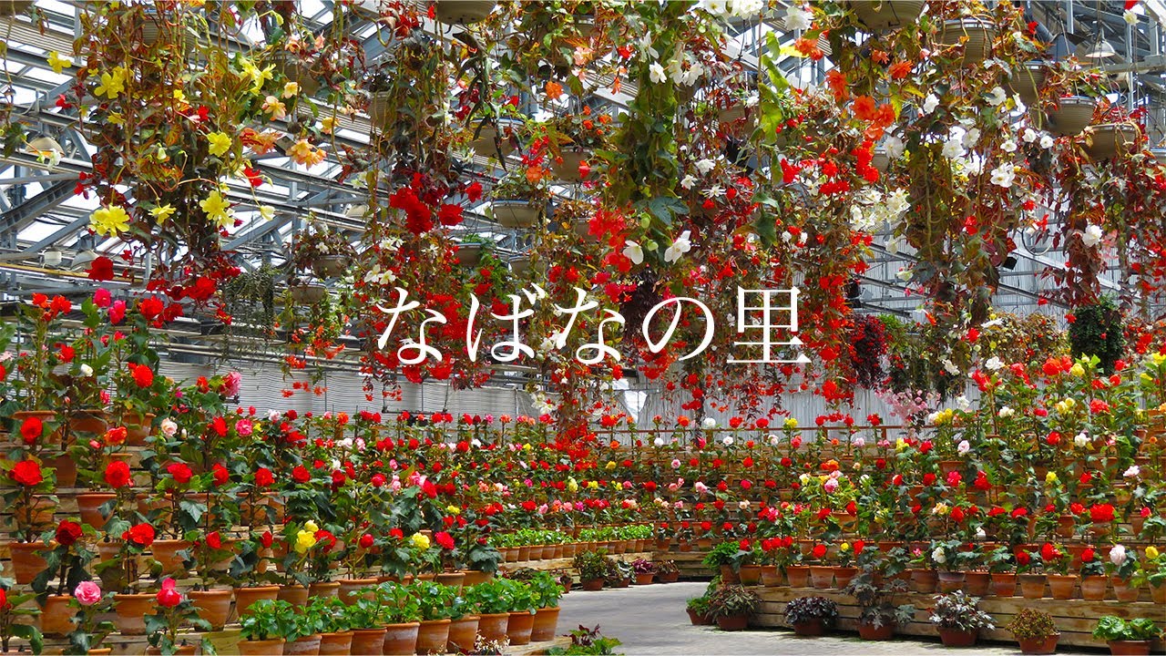 【なばなの里】ベゴニア 絵画の世界のような大温室 2024