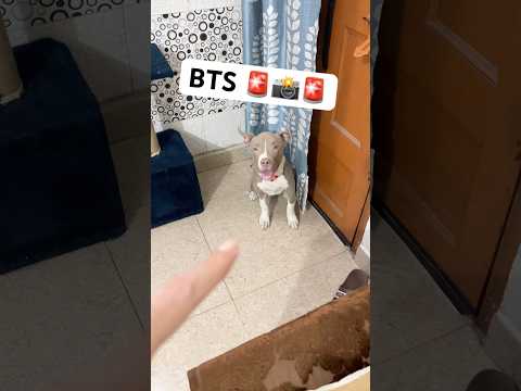 Bully dog &