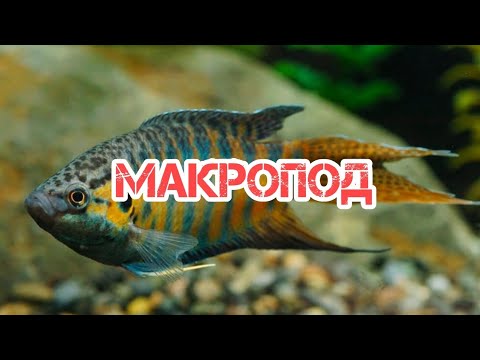 Видео: Макропод: родното място на рибата, снимка, описание