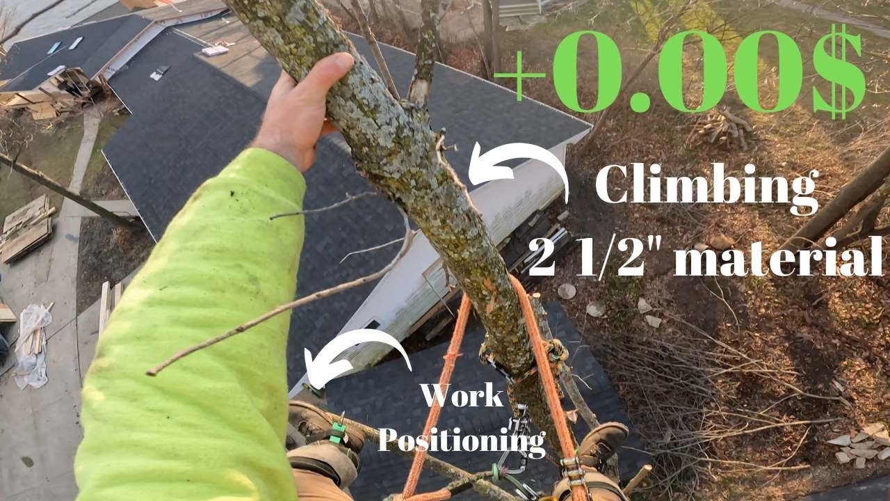 We cut this dead ash tree FREE - YouTube