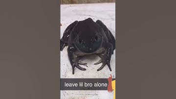 Why is this frog so mad 😳