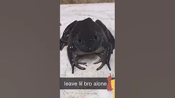 Why Is This Frog So Mad 