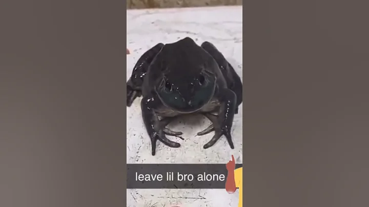 Why is this frog so mad 😳