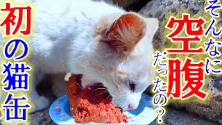 お腹を空かせた野良猫たちが餌を目の前にとんでもない光景が