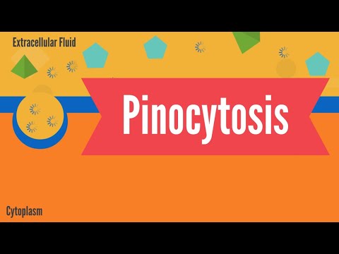 Pinocytosis