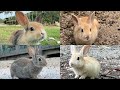 【ウサギの島】この春生まれた子ウサギたちに会いに行く【広島 大久野島】