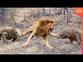 LEÃO vs DRAGÃO DE KOMODO: QUEM VENCE ESSA LUTA? Komodo Dragon vs Lion Fight REAL