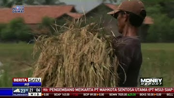 Krisis Regenerasi Petani Memaksa Indonesia Selalu Impor Beras
