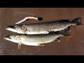 Northern Pike Catch Clean & Cook - Incredible Pike Fishing in Alaska and Pike Recipes