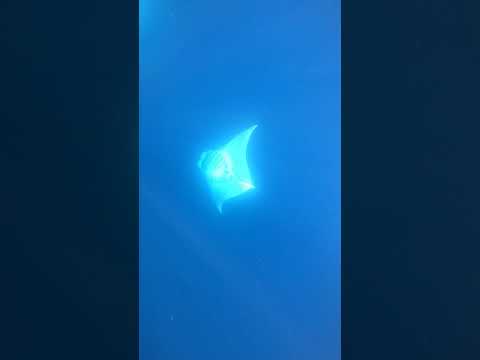 Видео: Ръководство за плуване с китови акули в Мексико