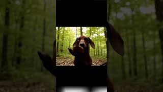 Dog Gives Middle Finger After Tent Opens Funny Unexpected Animal Meme