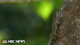 How lizards regrow their tails could offer new hope for people with arthritis