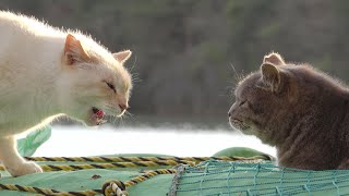 【猫の喧嘩】お気に入りの場所を灰色猫に取られて激怒する薄茶シロ猫