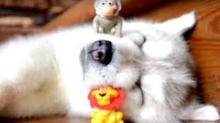 Annoy the Deep Asleep Husky Puppy by Super Puppy 216 views 8 years ago 1 minute, 1 second