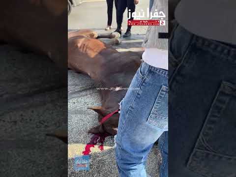 عاجل دهس حصان على جسر ابو نصير الجبيهة مقابل قصر الاميرة بسمة
