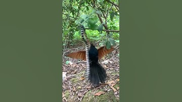 #animals ly kỳ bìm bịp mẹ bắt rắn về bảo vệ tổ và đàn con #cobra