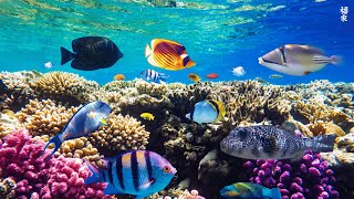 Underwater World 🐠 4K Nature Timelapse 6 | Relaxing Music | Meditation Music #relaxing #music