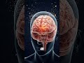 The Neuroscience of Sleep Deprivation: 72-Hour Timeline
