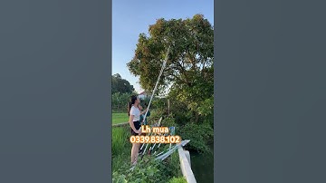 Kéo cắt cành ghim giữ quả siêu tiện ích