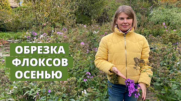 Когда и как я обрезаю флоксы осенью
