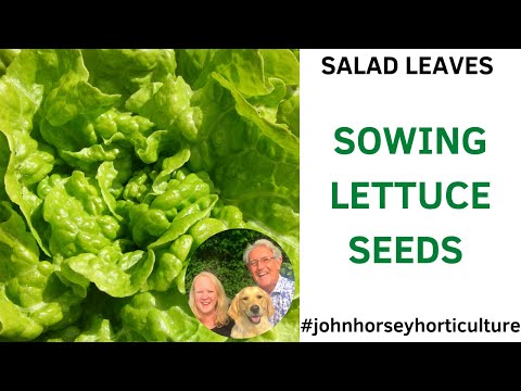 Video: Tom Thumb Lettuce Plants: hoe en wanneer Tom Thumb Lettuce-zaden te planten