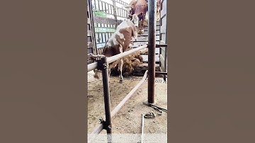 Gentle Unloading: How Sloping Ramps Revolutionize Livestock Handling