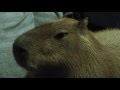 Pamper Me Forever!   Garibaldi ROUS  A Very Special Capybara 永遠に私を甘やかす