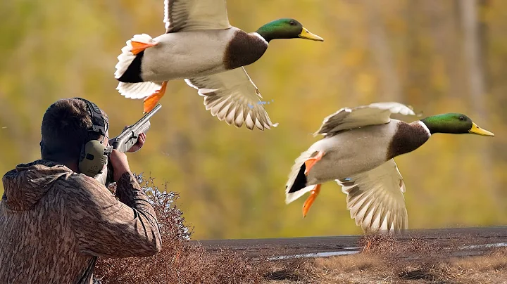 Big Ducks on Tiny Farm Ponds! {Catch Clean Cook} The Most Enjoyable Duck Hunt You'll Ever Go On!!!