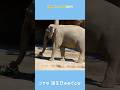 【東山動植物園公式】コサラ、誕生日《 アジアゾウ　ゾウ 》 #short